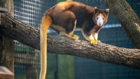 Santa Fe College Teaching Zoo’s lone tree kangaroo leaves Gainesville after 7 years