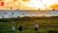 Australia funds more than $1 million to remove invasive weeds from a small island; the goal is to rebuild nesting habitat for seabirds