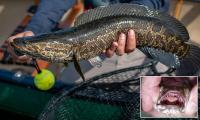 Predatory fish that walks on land spreads to new US states as officials urge locals to cut their heads off