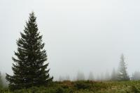 Idaho is auctioning off 150 Christmas trees. Here’s how to get one.