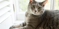 Nebraska Humane Society: Studies show cats aren’t as aloof as believed