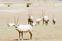 Qatar sets goal to protect 30% of land and waters by 2030