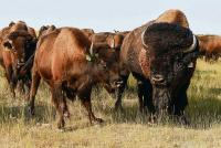Alberta partnership to boost Indigenous bison industry