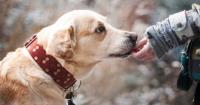 Good boy: Dog flags down cop, leads him to injured owner