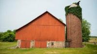 Pumpkin production rises ahead of weather-challenged harvest
