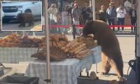 Stunned locals in Aspen gawk at massive bear wandering around farmers' market as it pillages bread shop