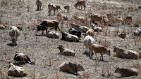 France struggles to fund farm climate adaptation as losses mount