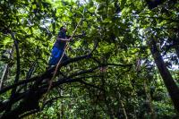 Heavy Rains Threaten Costa Rica’s Cacao Harvest in the Caribbean