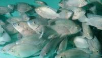 University of Hawaiʻi researchers unlock molecular mechanism for how tilapia adapt to extreme salinity