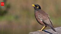 In 1915, mynas were introduced to the Cook Islands to control a coconut pest; by 2014, nearly 13,000 had been trapped after becoming pests