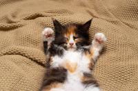 Maine Coon Kitten Looks Like He's Wearing the Cutest Little Mask