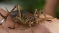 Science paper outlines blueprint for successful giant wētā recovery
