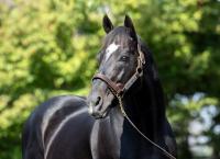 Medaglia d’Oro’s Canada Graduates in Cup and Saucer