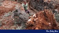 Systematic destruction of olive groves: A bid to uproot Palestinian identity