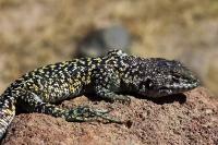 Scientists identify new lizard species in Peru