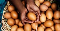 Struggling Families in Rwanda Get Chickens Through a Social Program and Their Lives Are Changed