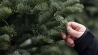 Idaho is auctioning off 150 Christmas trees. Here's how to get one.