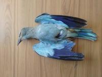 Hunters reportedly kill hundreds of migratory birds stranded by thunderstorm in Malta