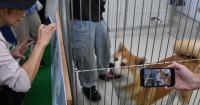 Japan facility for Akita dogs reopens with indoor displays to save pooches from high heat