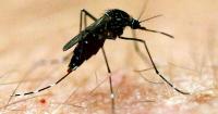 Climate change raises major disease risks for Australia