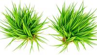 Two Bermudagrass Genotypes Take Opposite Biochemical Roads to Survive Salt and Drought