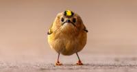 Finnish photographer reaches Comedy Wildlife Photography Awards final