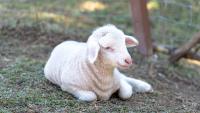 Traveler finds newborn lamb clinging to dead sibling in Australia, then carries her to sanctuary
