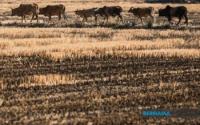 World : Myanmar Begins Rotational Power Distribution Amid Rising Dry-Season Demand
