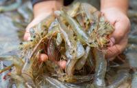 US senator moves to raise tariffs on Ecuadorian shrimp