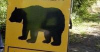 Japan's Gunma Pref. warns of bear encounters after poor acorn crop