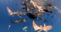 Forget the postcard Maldives - this is the side of paradise most guests never see