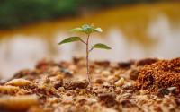 Mongolia plants 140 million trees since 2021 to fight desertification