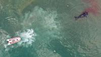 Scientists puzzled as baby whales wash up dead in Argentina