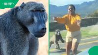 "That thing could've ripped her apart": Baboon attacks tourists in Cape Town