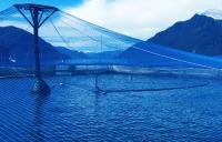 Cooke Chile pushes forward with more relocation proposals, despite governmental holdup