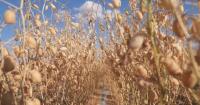 Xinjiang chickpea growers harvest under new farming model
