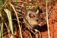Research warns changing climate may influence risks from deadly rodent-born diseases