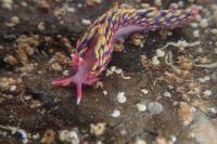 Tiny rainbow slug found on UK beach leaves experts stunned
