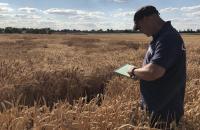 Niab to lead international drive to accelerate wheat improvement