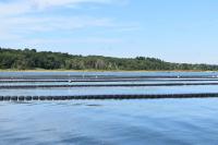 CRMC Approves Gear Change for Cedar Island Oyster Co. in Point Judith Pond
