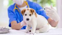 Is Sri Lanka’s rabies strategy failing?