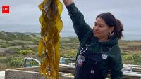 California scientists grew kelp in a lab at 74,000 spores per millilitre; they are now planting the young forests back into the ocean