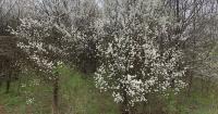 Kentucky residents can trade Bradford pears for native trees at fall bounty Extension events