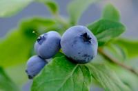 Peruvian blueberry forecast revised down again