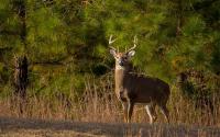 Virginia hunters will pay more for hunting, fishing and trapping licenses
