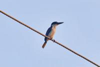 Collared kingfisher sighted in Dhanusha, a first for Nepal