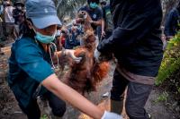 ‘There could be local extinction’: The fight to protect Indonesia’s orangutans as El Niño fuels fires
