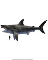 Megalodon Becomes Maryland’s Official State Shark