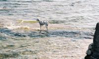 Croatia has more than 1.1 million dogs and cats but one major problem remains