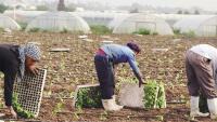 Jordan Valley: Agricultural inputs between cost burdens and safety challenges